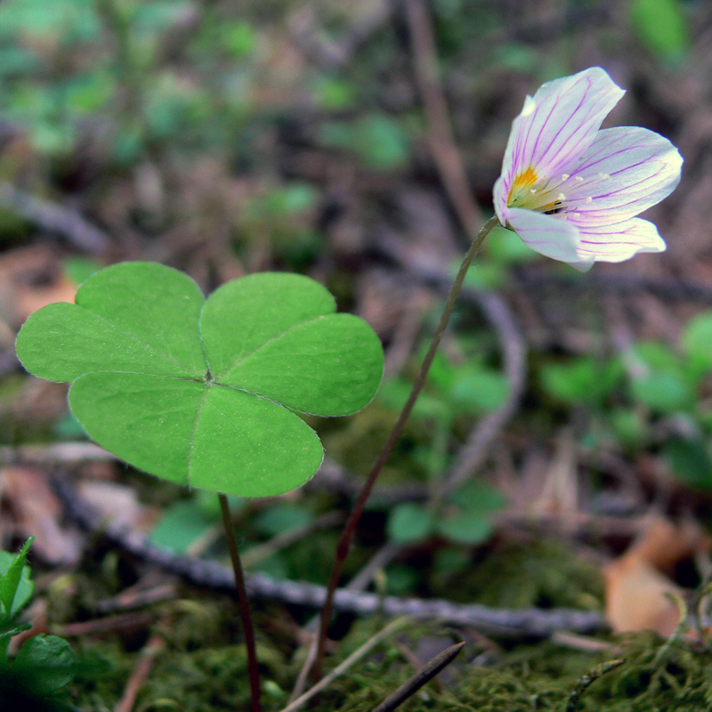 Изображение особи Oxalis acetosella.