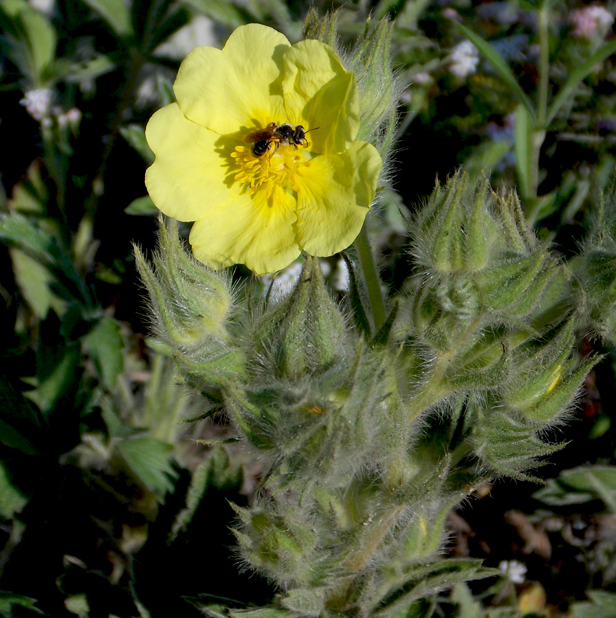 Изображение особи Potentilla callieri.