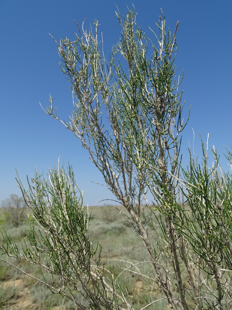 Image of Haloxylon ammodendron specimen.