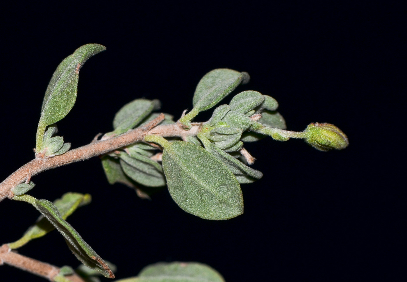 Image of Helianthemum canariense specimen.