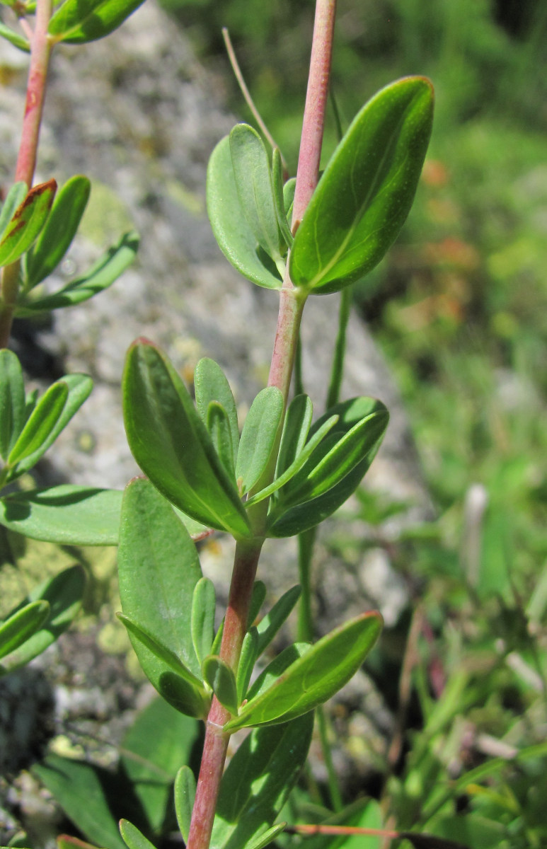 Image of Hypericum linarioides specimen.