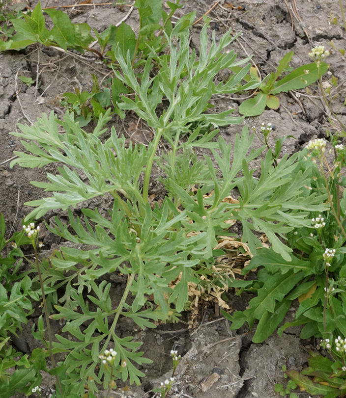 Image of Artemisia absinthium specimen.