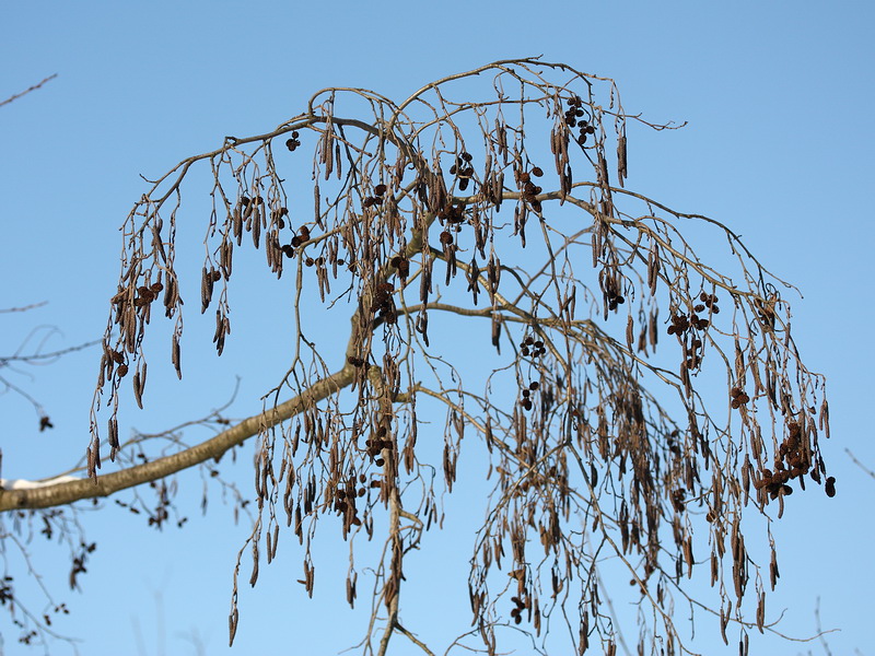 Изображение особи Alnus incana.