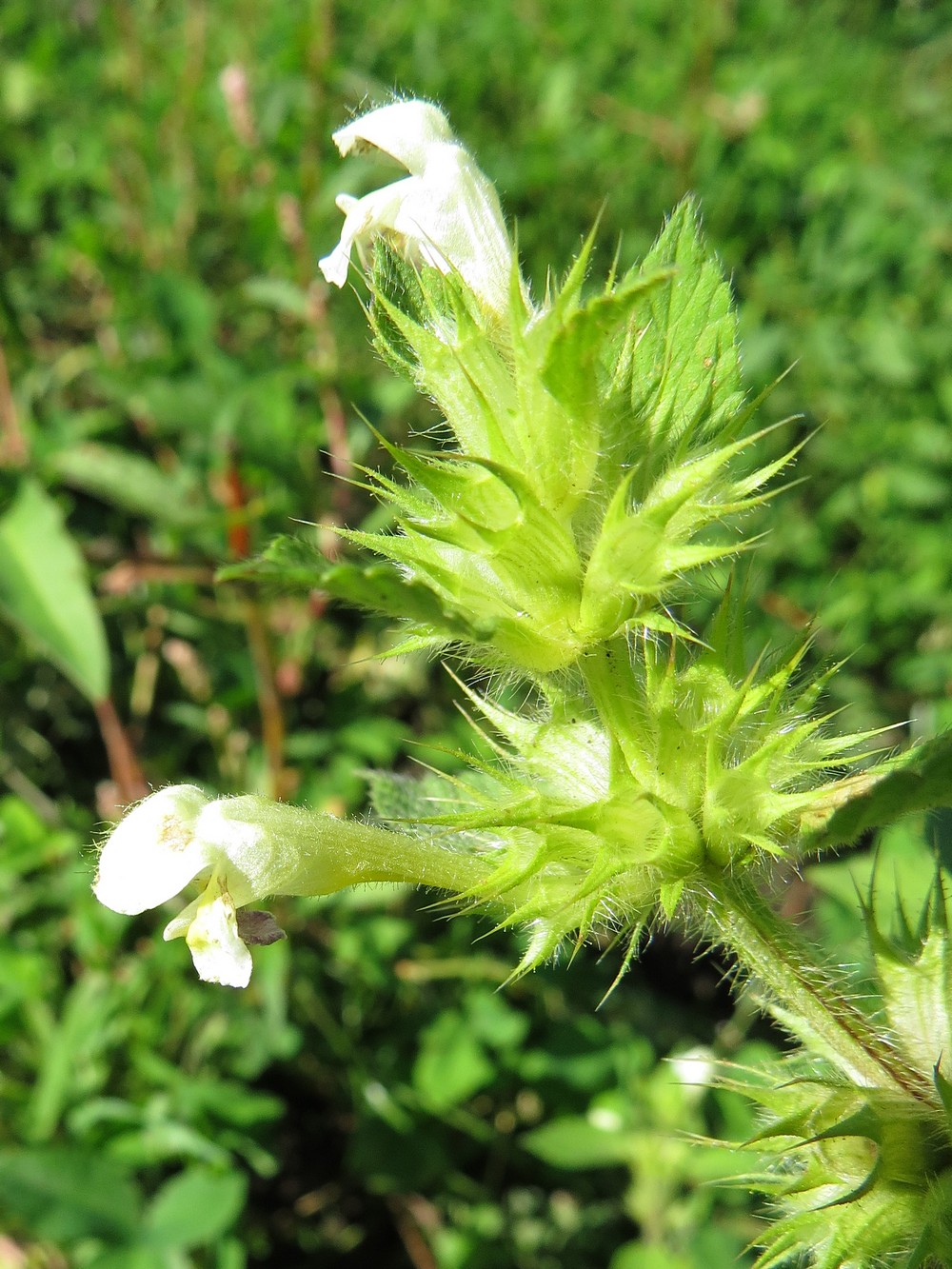 Изображение особи Galeopsis speciosa.