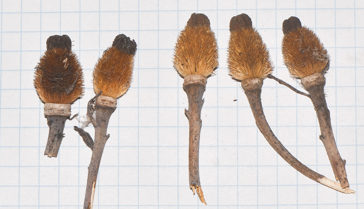 Image of Romneya coulteri specimen.