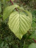 род Rubus. Лист. Приморье, Находкинский городской округ, окр. пос. Ливадия, разнотравный луг. 01.10.2016.