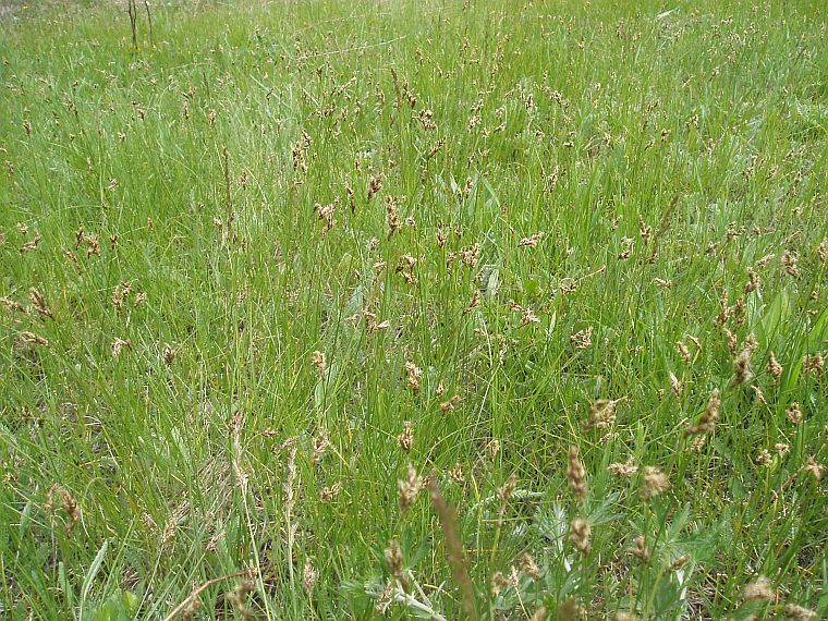 Image of Carex praecox specimen.