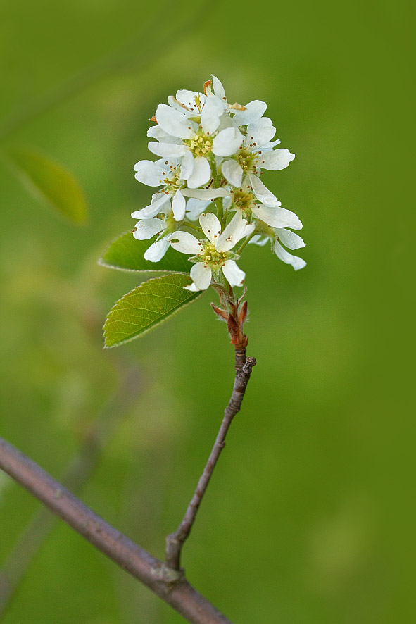 Изображение особи Amelanchier spicata.