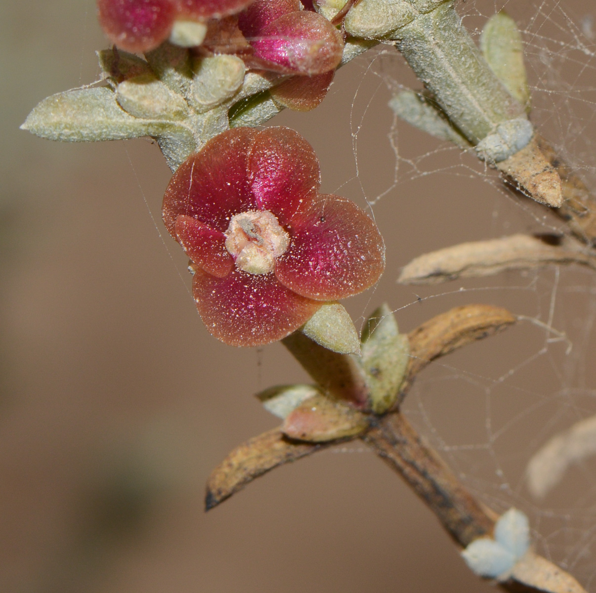 Image of Salsola oppositifolia specimen.