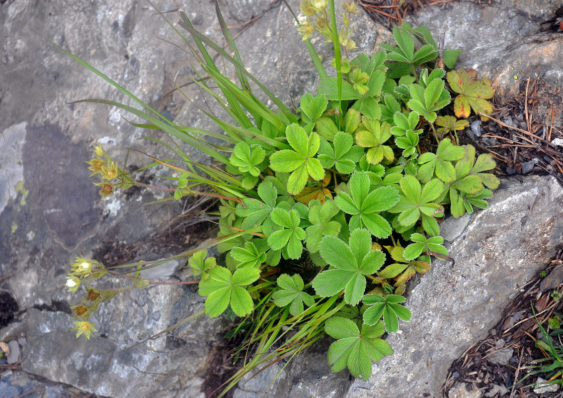 Image of Potentilla brachypetala specimen.