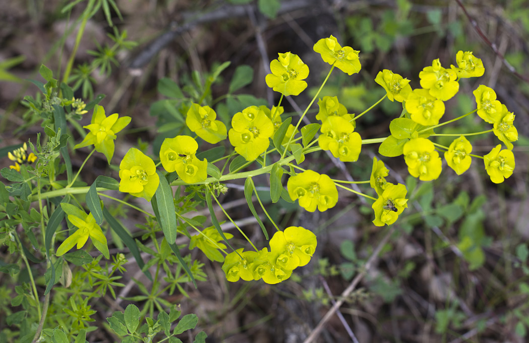 Image of Euphorbia virgata specimen.