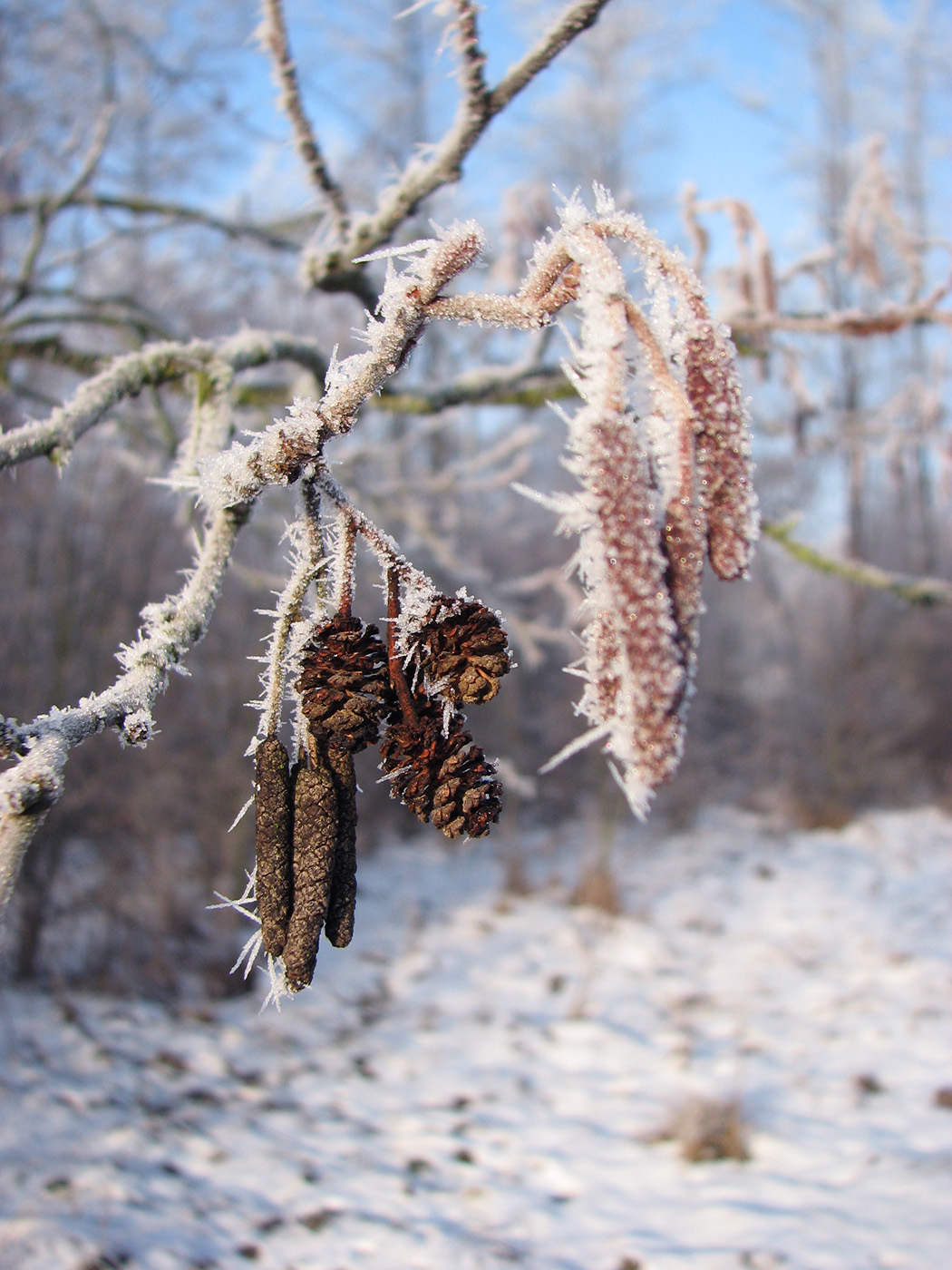 Image of Alnus glutinosa specimen.