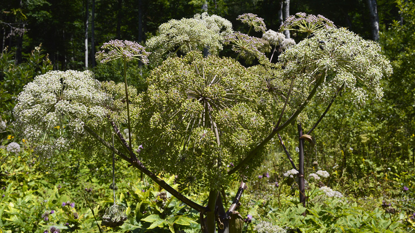 Изображение особи Angelica pachyptera.