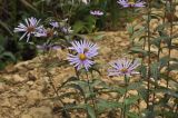 Aster maackii. Верхушки цветущих растений. Приморский край, Шкотовский р-н, окр. пос. Подъяпольск, м. Открытый, обочина тропинки на склоне сопки. 24.09.2016.