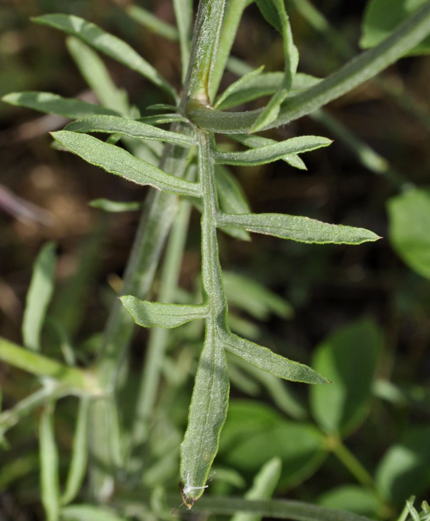 Image of genus Centaurea specimen.