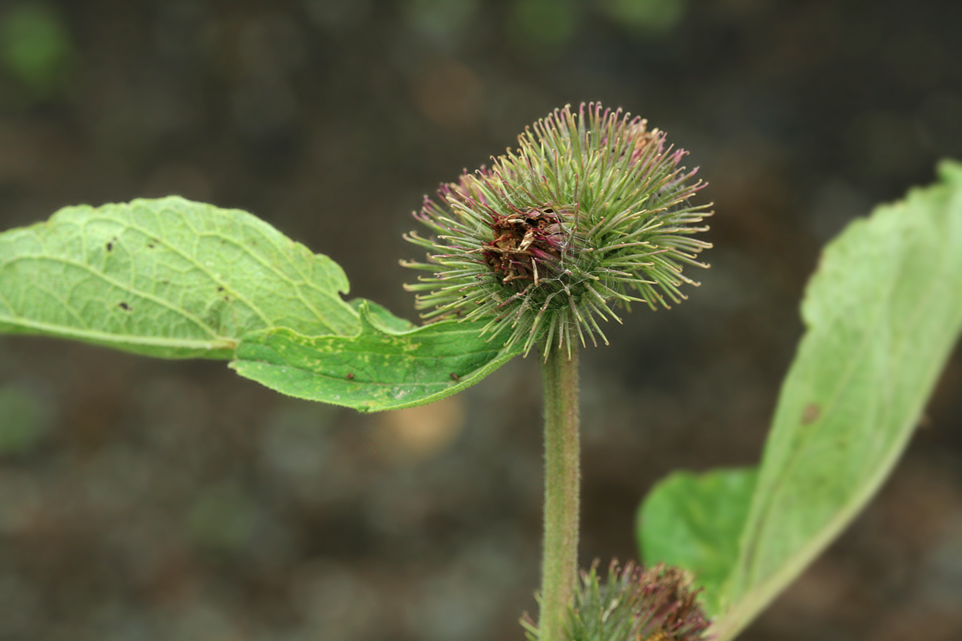 Image of Arctium minus specimen.