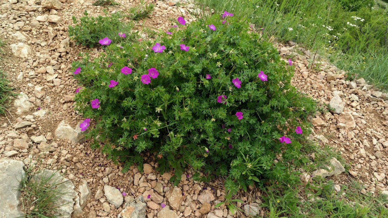 Image of Geranium sanguineum specimen.