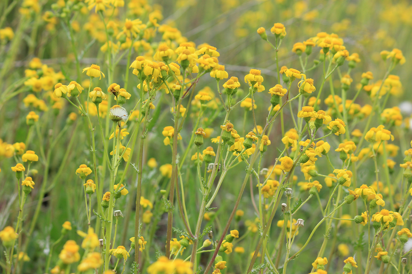 Изображение особи Senecio vernalis.