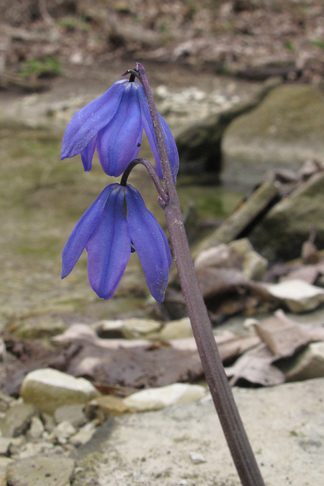 Image of Scilla siberica specimen.