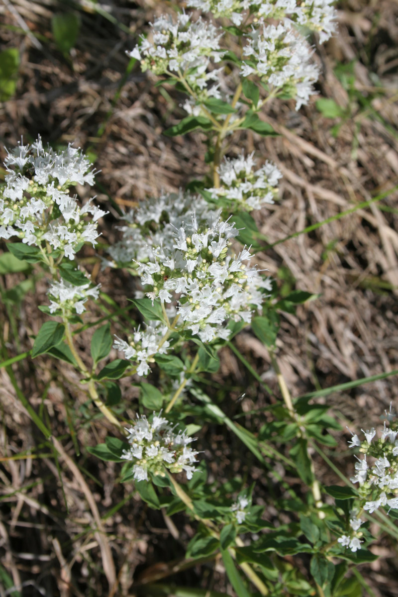 Изображение особи Origanum vulgare ssp. viride.