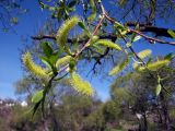 Salix euxina