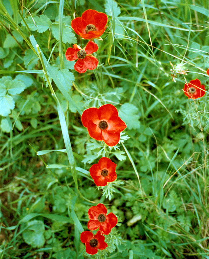 Изображение особи Ranunculus asiaticus.