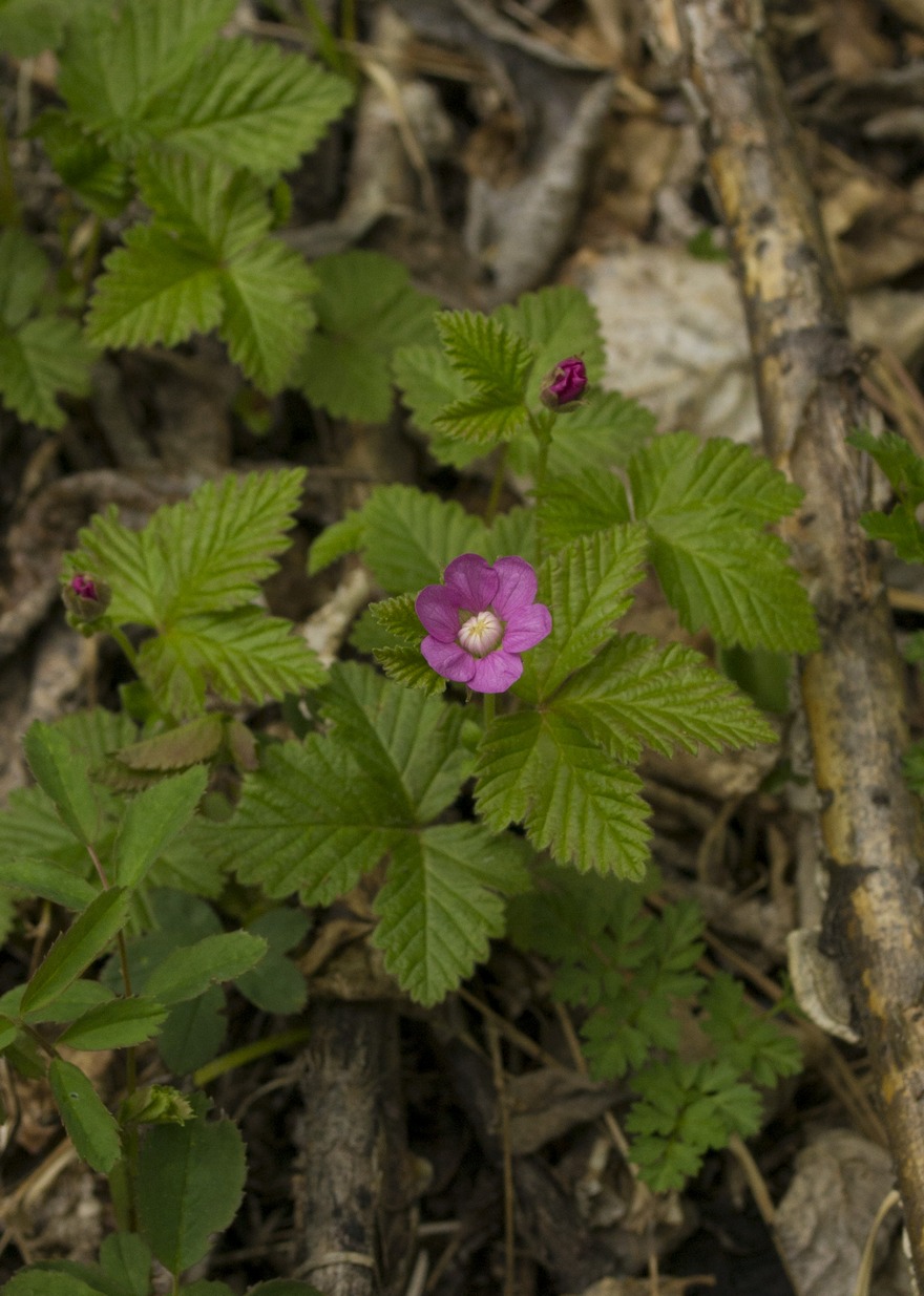 Изображение особи Rubus arcticus.