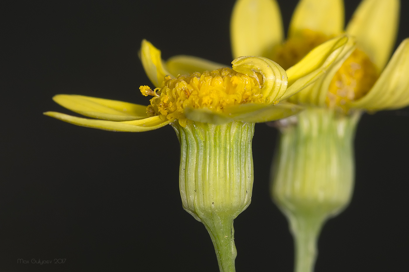 Image of Senecio vernalis specimen.