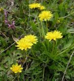 genus Taraxacum