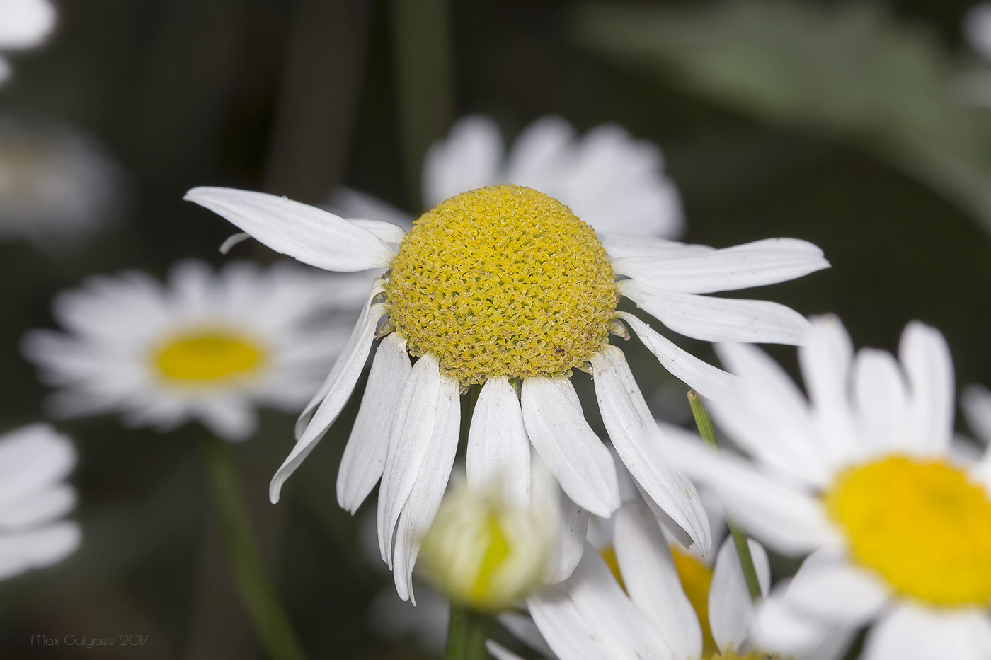 Image of Tripleurospermum inodorum specimen.