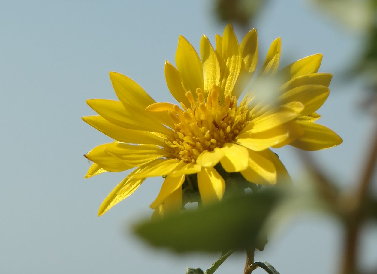 Изображение особи Grindelia squarrosa.