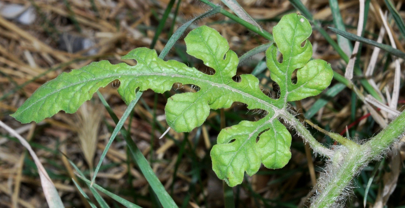 Изображение особи Citrullus lanatus.