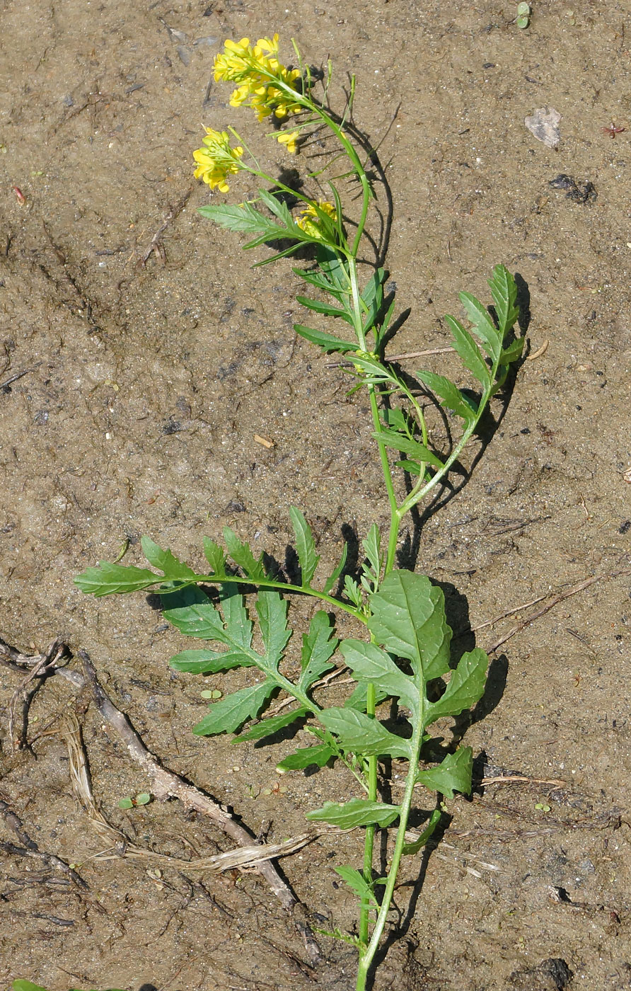 Изображение особи Rorippa sylvestris.