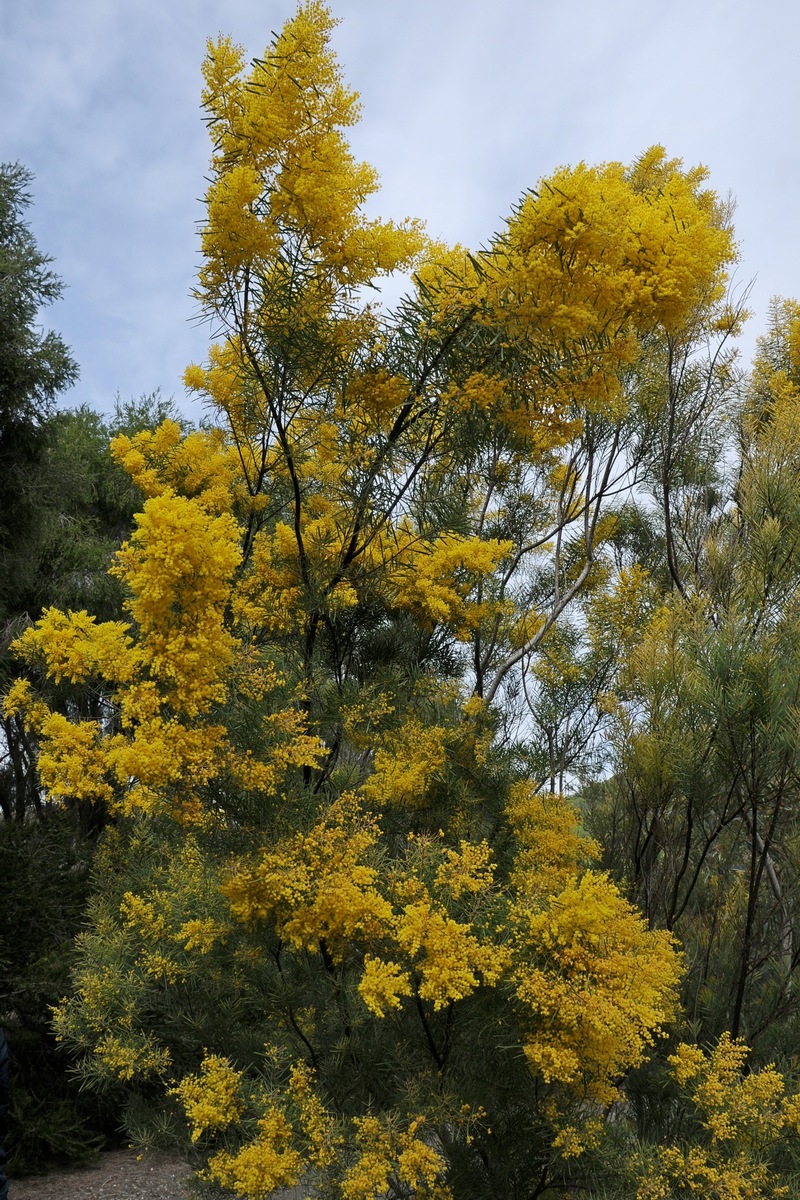 Изображение особи Acacia boormanii.