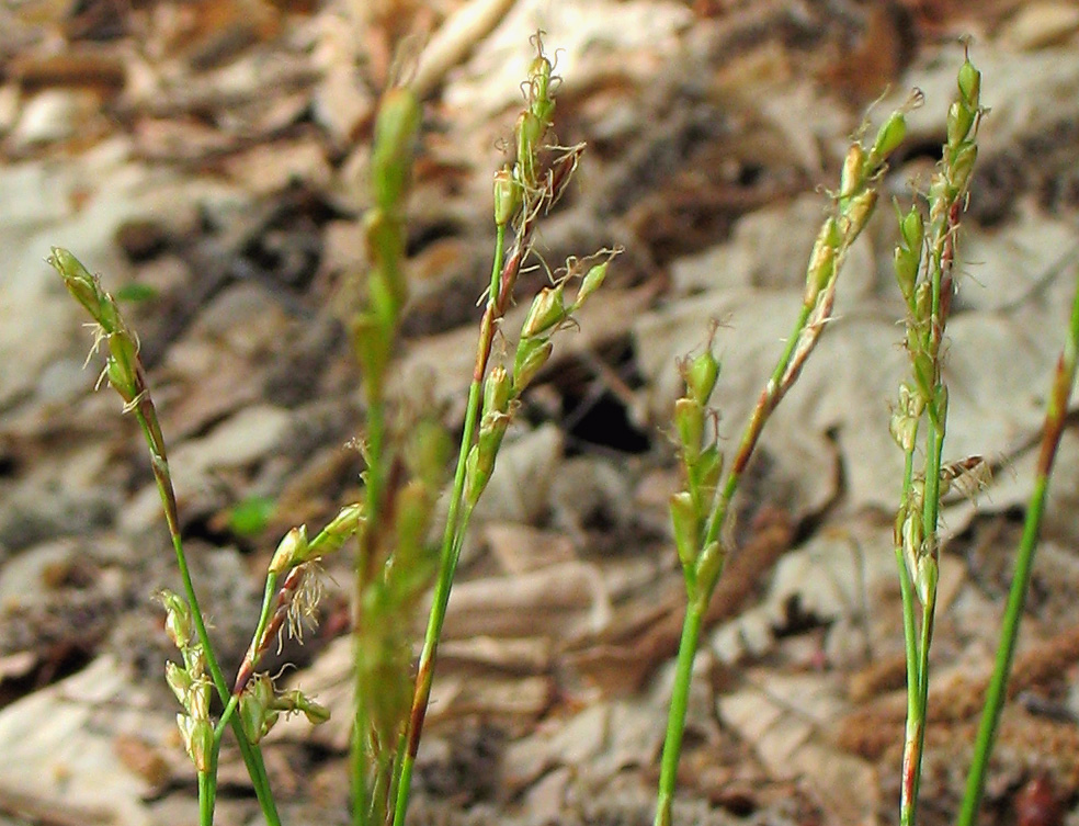 Изображение особи Carex digitata.