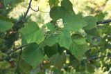 Смотреть изображение Liriodendron tulipifera