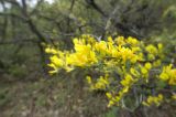 Chamaecytisus ruthenicus