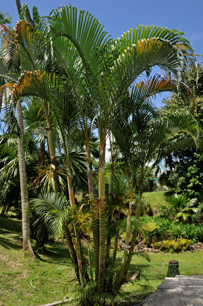 Image of Dypsis lutescens specimen.