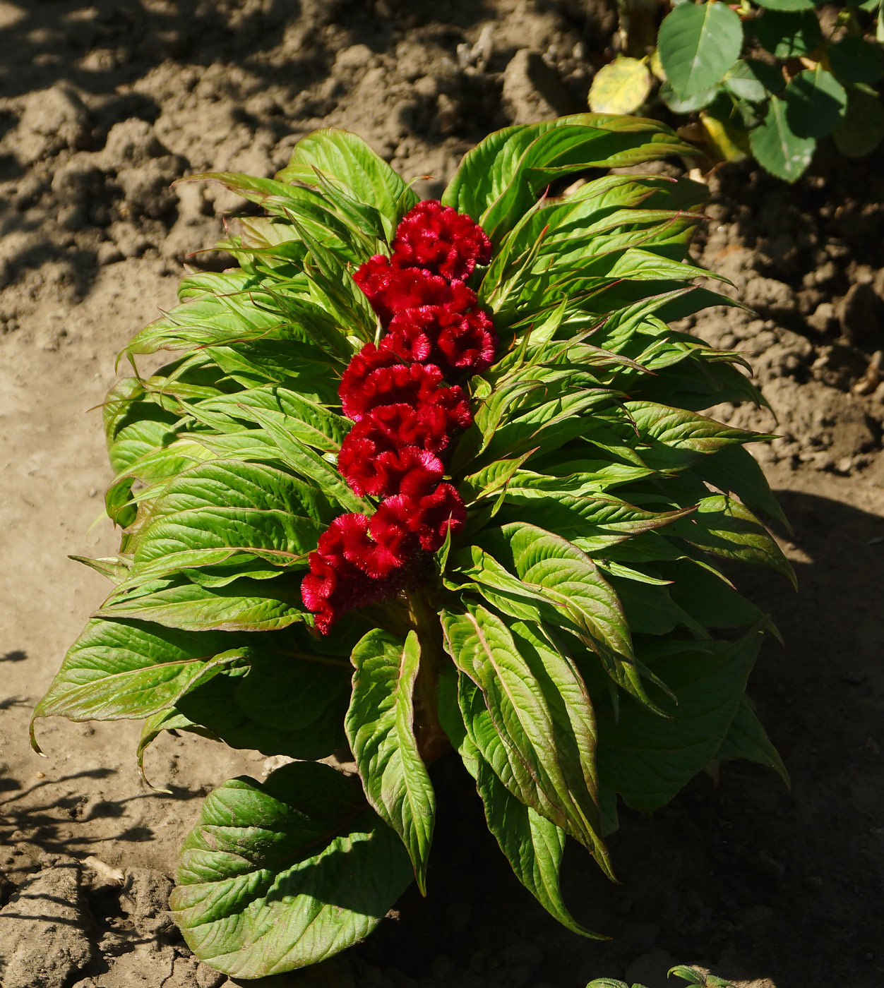 Image of Celosia cristata specimen.