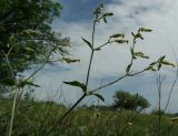 Melandrium latifolium