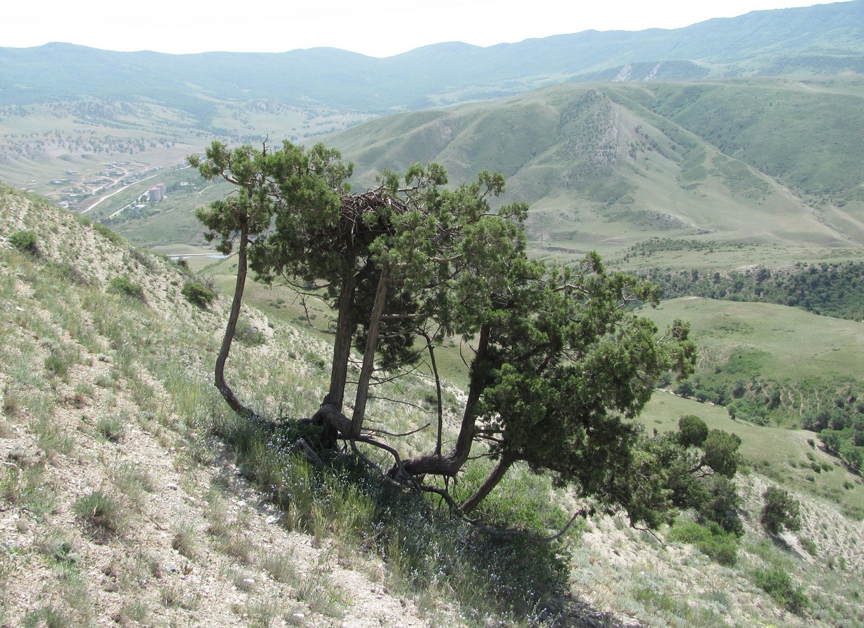 Изображение особи Juniperus polycarpos.