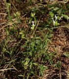 Stachys atherocalyx