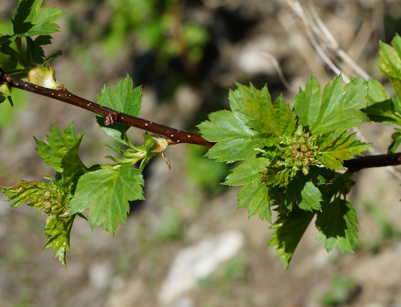 Image of Crataegus chlorocarpa specimen.