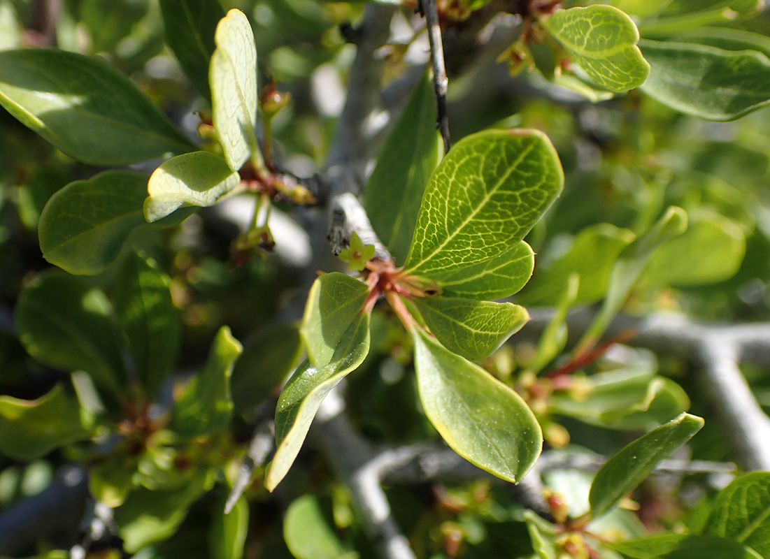 Image of Rhamnus lycioides ssp. oleoides specimen.