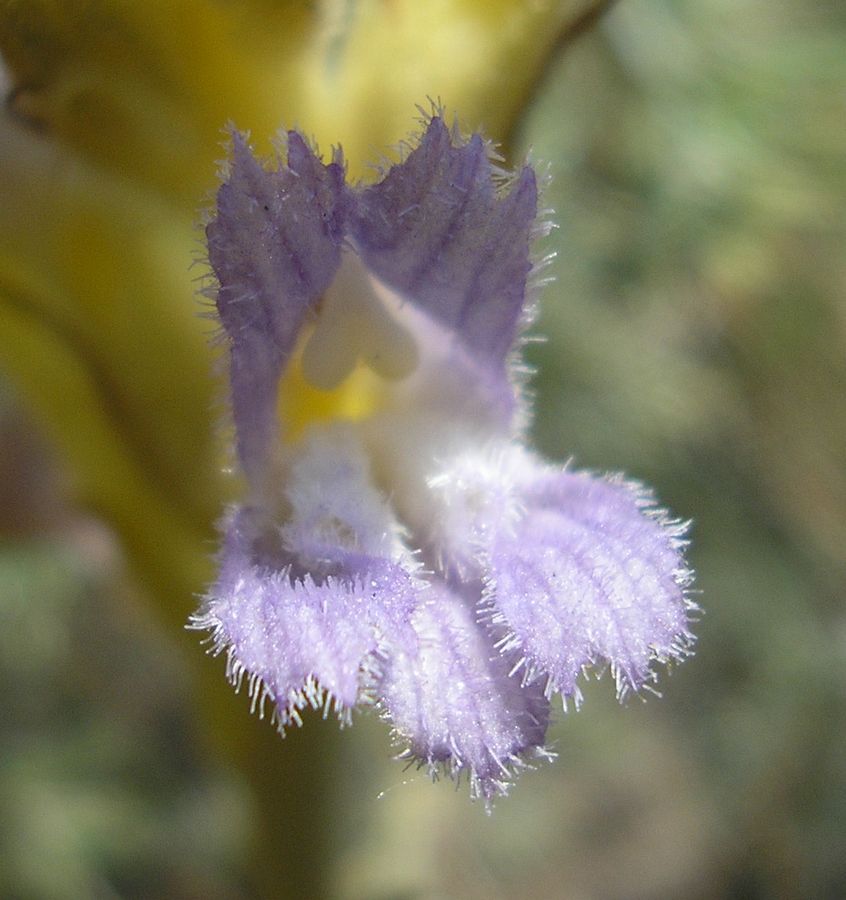 Image of Phelipanche arenaria specimen.