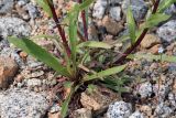 Erigeron politus. Нижняя часть растения. Амурская обл., Сковородинский р-н, трасса Амур, граница области с Забайкальским краем, гравийная отсыпка вдоль трассы. 03.07.2016.