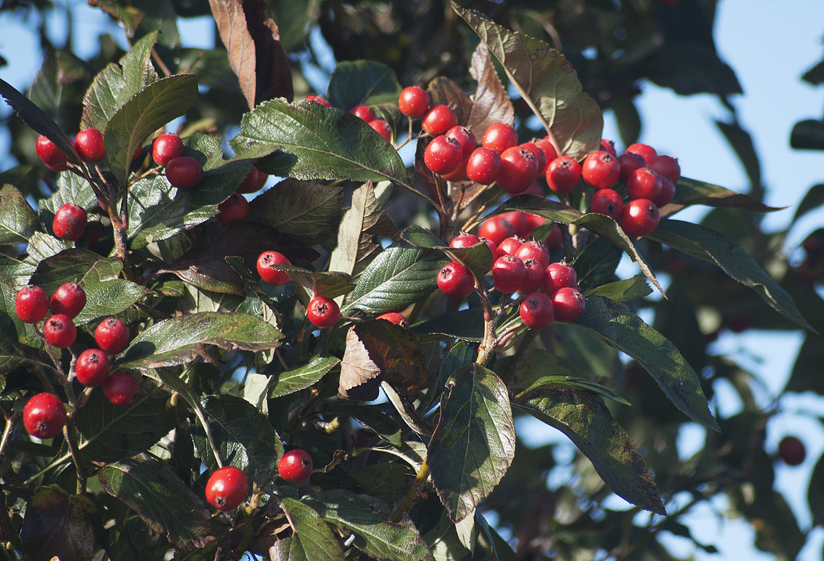 Изображение особи род Crataegus.