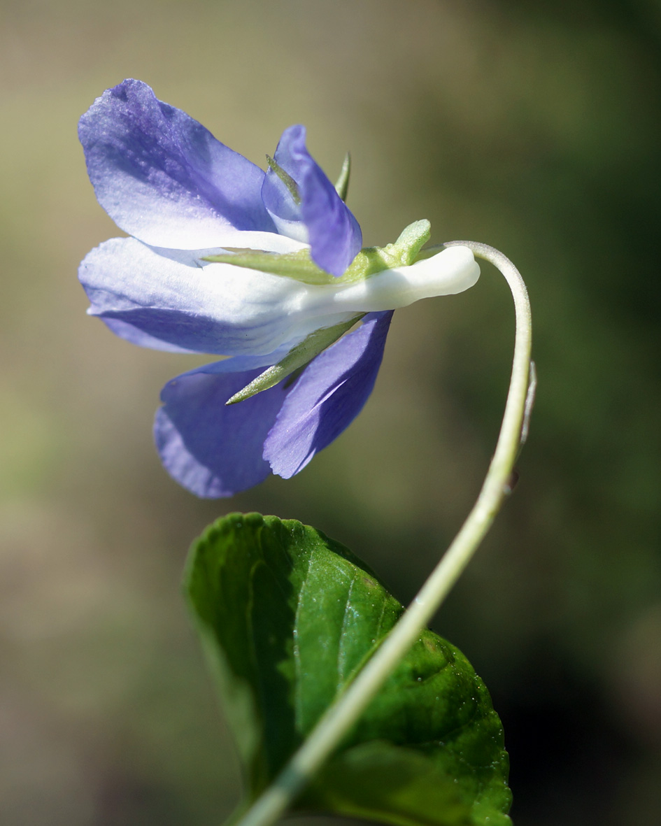 Изображение особи Viola sacchalinensis.