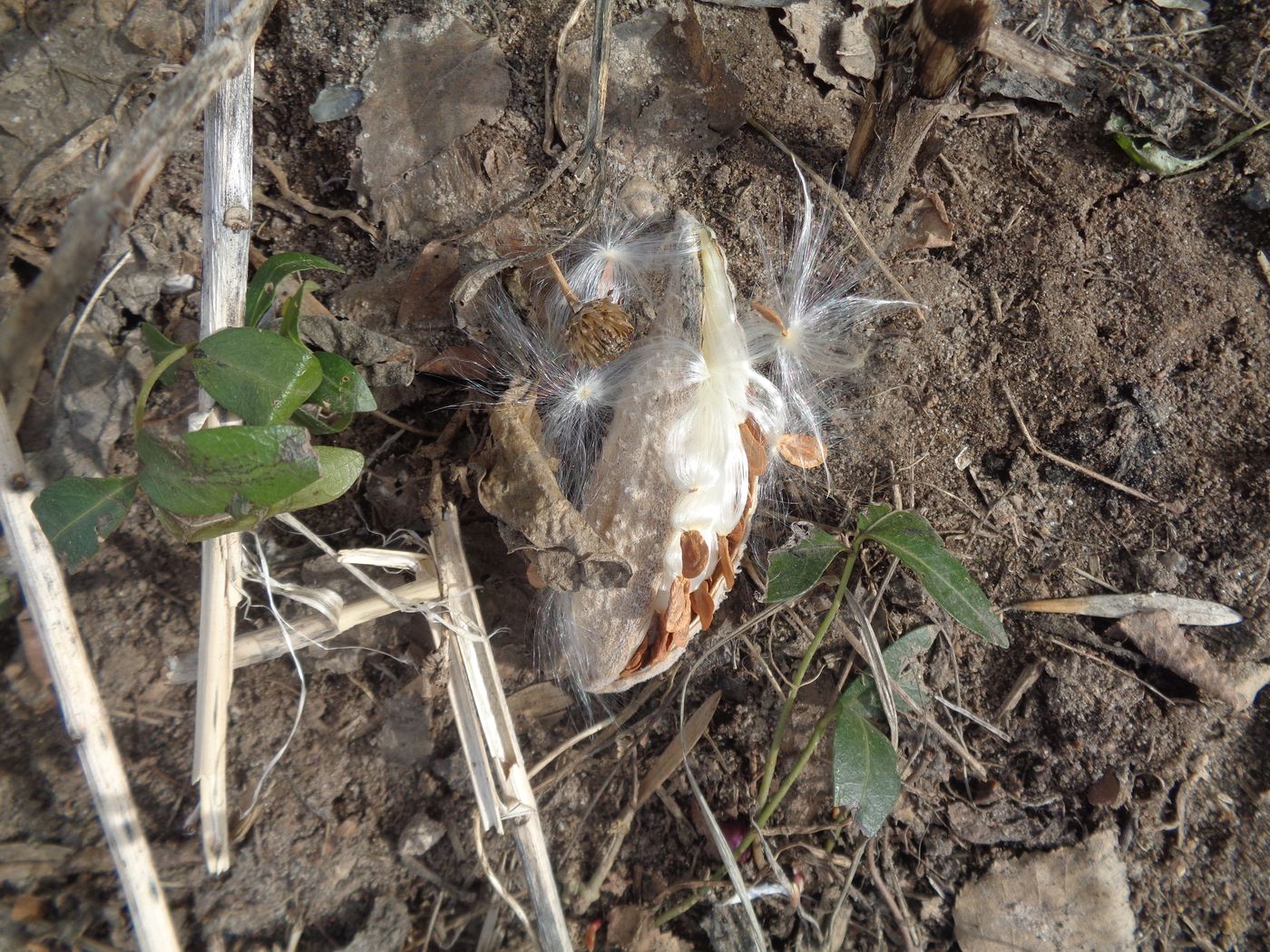 Image of Asclepias syriaca specimen.