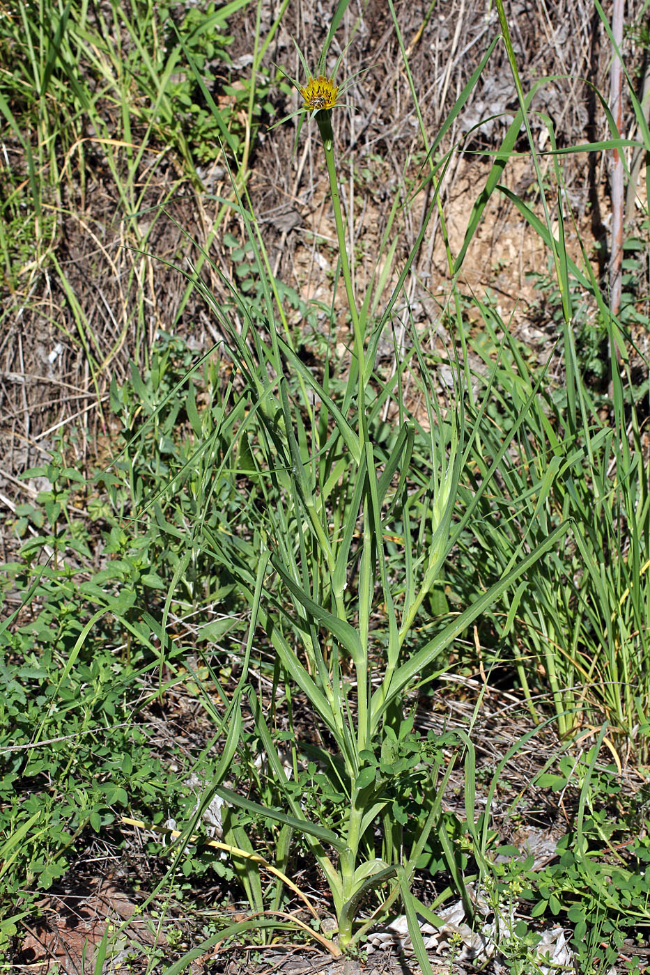 Изображение особи Tragopogon turkestanicus.